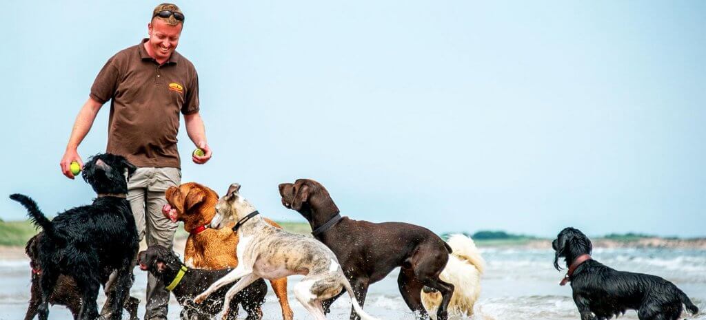 Dogs on a beach